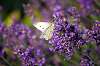 Schmetterling am Lavendel 15.7.2009 005.jpg