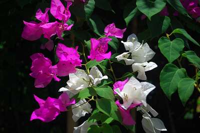 bali_2009_1924.jpg