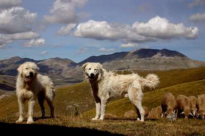 23.mt._cucco_castelluccio_06.jpg